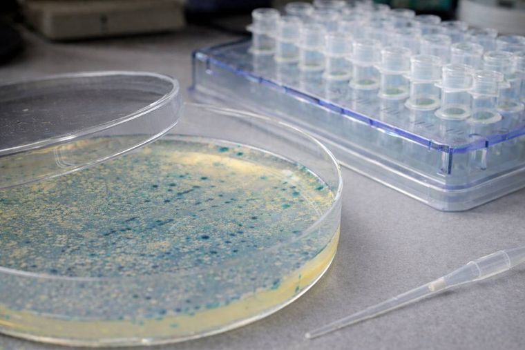 Organoid culture plate